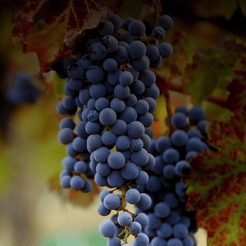 BLOG YOPPEN Hall of Fame Viña Laura Hartwig vinos entrevista viña boutique cepa casona paisaje natural escapada uvas
